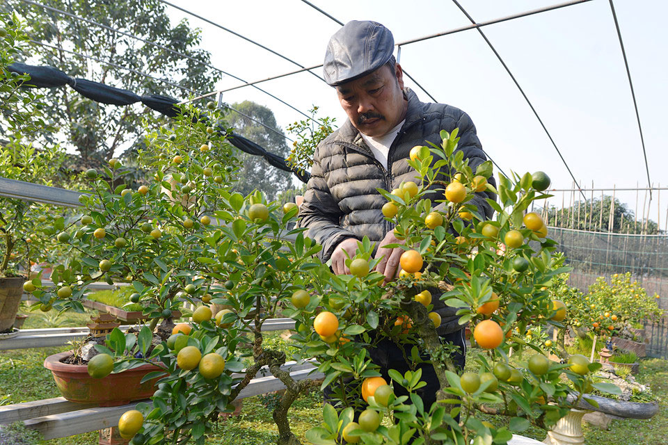 Quất ngự lưng chó đốm phục vụ Tết Nguyên đán